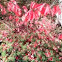 Burning Bush
