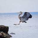 Great blue heron