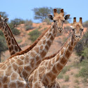 Giraffe