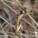 Variegated Meadowhawk