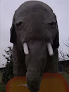 Elefante Polisportiva Cognentese