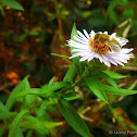 European Honeybee