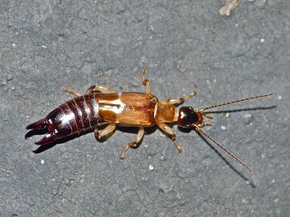 Spotting Image 1