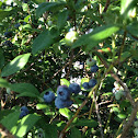Blueberries