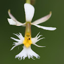 Epidendrum orchid