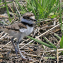Killdeer (Baby)