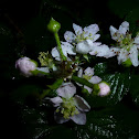 Gewöhnliche Brombeere