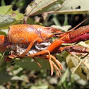 Red swamp crayfish
