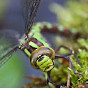 Southern Hawker female