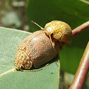 Tortoise leaf beetle paired