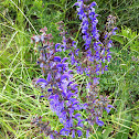 Woodland sage