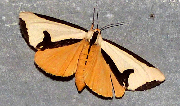 Spotting Image 1