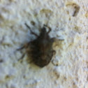 Stinkbug