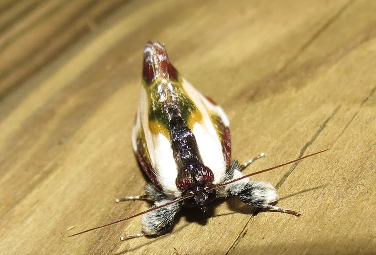 Beautiful Wood Nymph