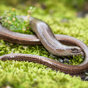 Slow worm