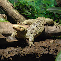 Quince monitor