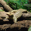 Quince monitor