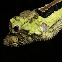 Anoles Lizard