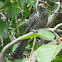 Asian Koel