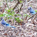 Blue jay