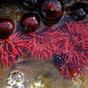 Waratah anemone