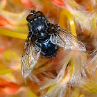 Blue bottle fly