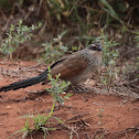 White-browed Coucal