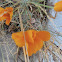 California Golden Poppy