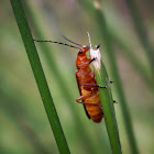Soldier Beetle