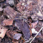 Wolf Spider