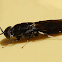 Mydas Fly
