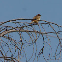 Zitting Cisticola
