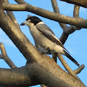 Pied Butcherbird (Adult)
