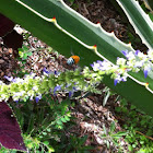 Blue Banded Bee