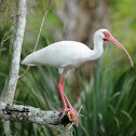 White Ibis