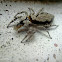 Spider and Prey