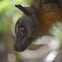 Fruit Bat