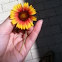 Blanket Flower