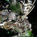 Turkey tails