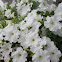 Petunia