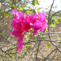 Paper Flower