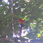 Scarlet Macaw