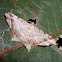 Geometrid moth