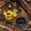 Dog Vomit Slime Mold