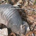 Nine-Banded Armadillo