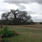 Baobab Tree