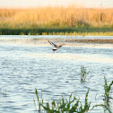 Black-tailed Godwit
