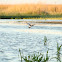 Black-tailed Godwit