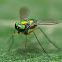 Longlegged Fly