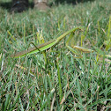 Praying mantis